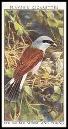 34 Red Backed Shrike and Young